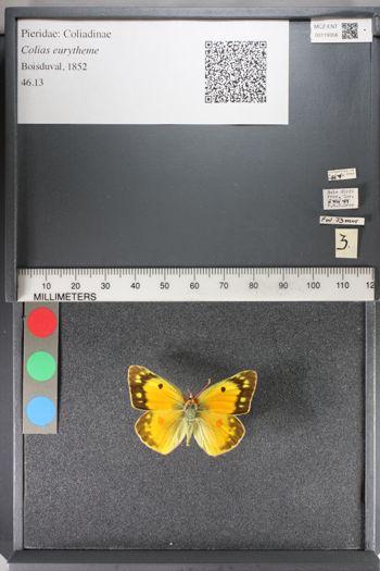 Media type: image;   Entomology 119356